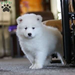 Millie, Samoyed Puppy